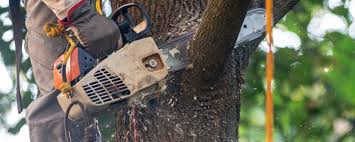 Best Commercial Tree Services  in Gaffney, SC