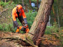 Best Tree Risk Assessment  in Gaffney, SC