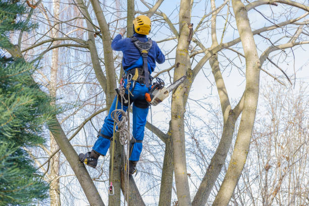 Best Tree Disease Treatment  in Gaffney, SC