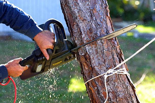 Best Leaf Removal  in Gaffney, SC