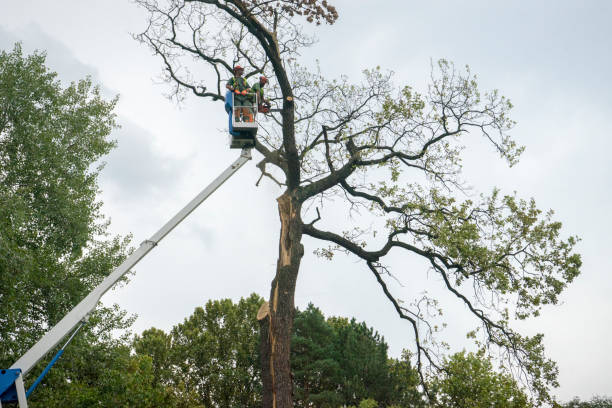 Best Tree and Shrub Care  in Gaffney, SC