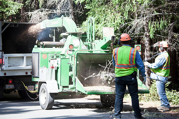 Best Tree Health Inspection  in Gaffney, SC