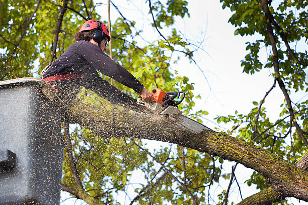 Best Lawn Watering Services  in Gaffney, SC