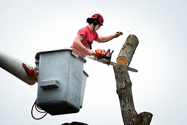 Best Tree Mulching  in Gaffney, SC