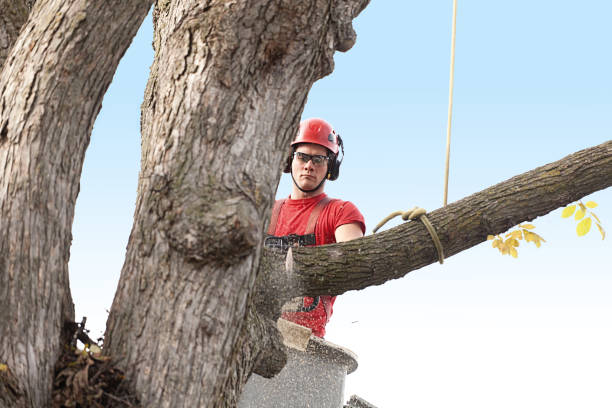 Best Tree Trimming and Pruning  in Gaffney, SC